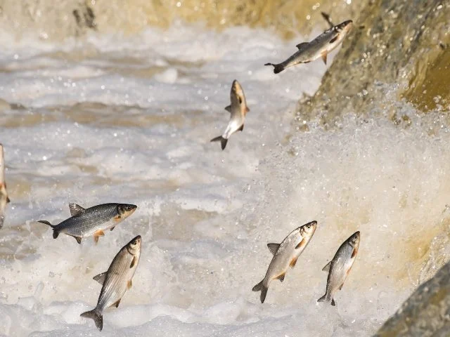 The Troubled Migration to Cloud Contact Centers